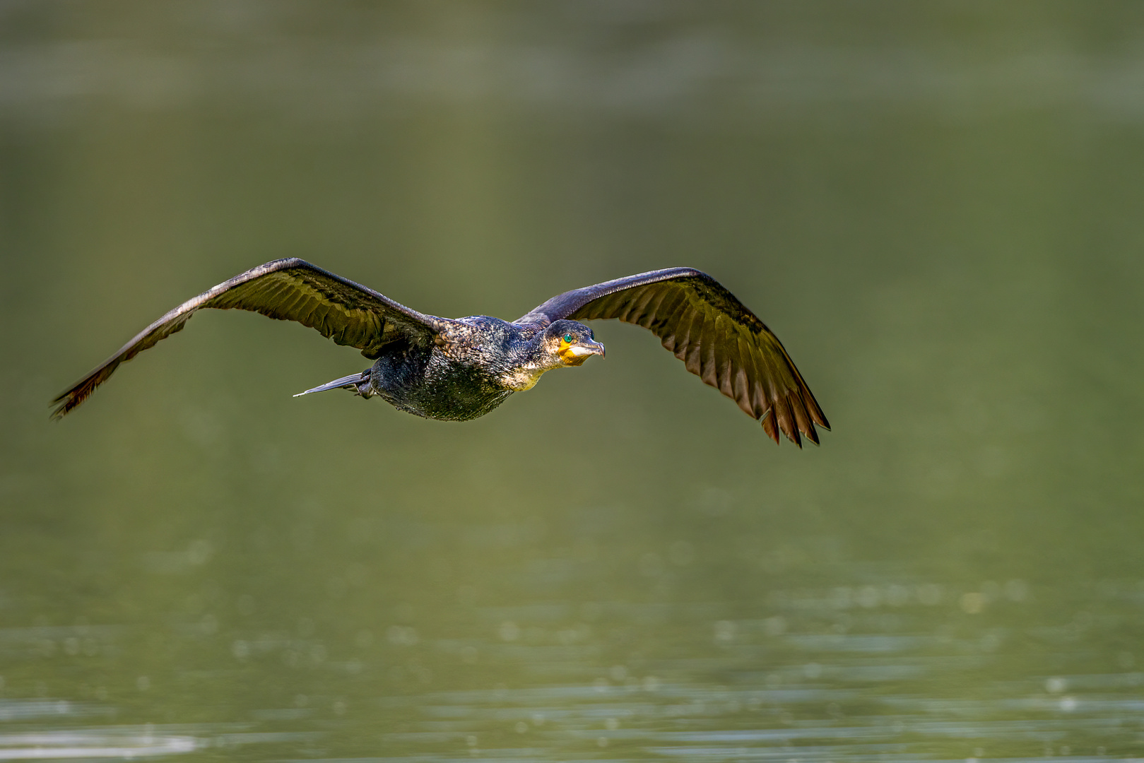 Kormoran (Great Cormorant)