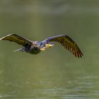 Kormoran (Great Cormorant)