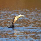 Kormoran: Großer Happen für den kleinen Hunger zwischendurch 01