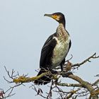 Kormoran hält Ausschau