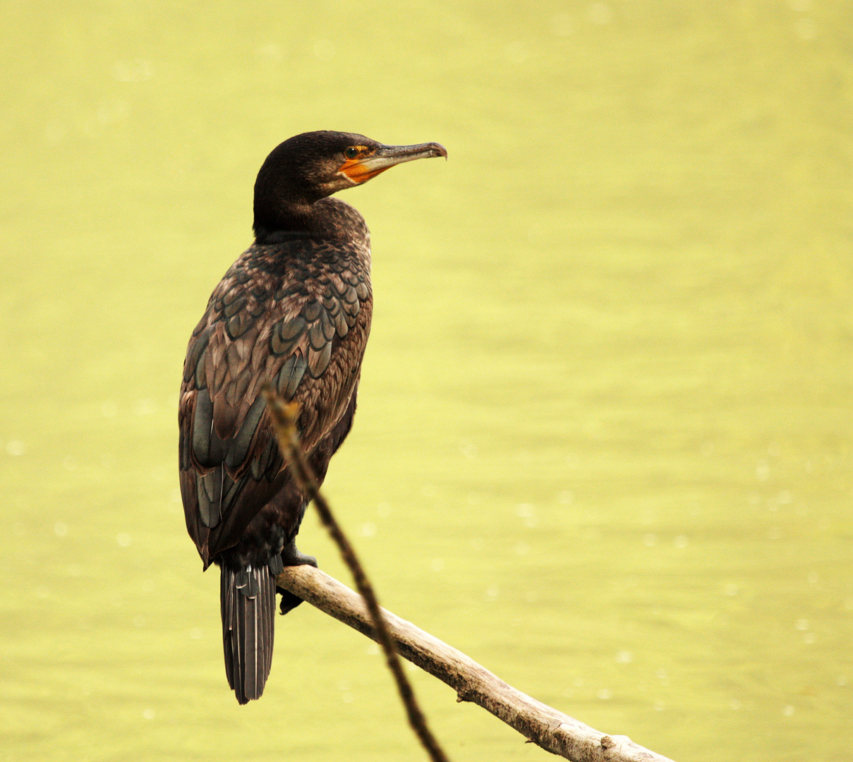 Kormoran hält Wache