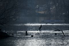 Kormoran, heute 13.06 Uhr