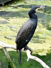 Kormoran I