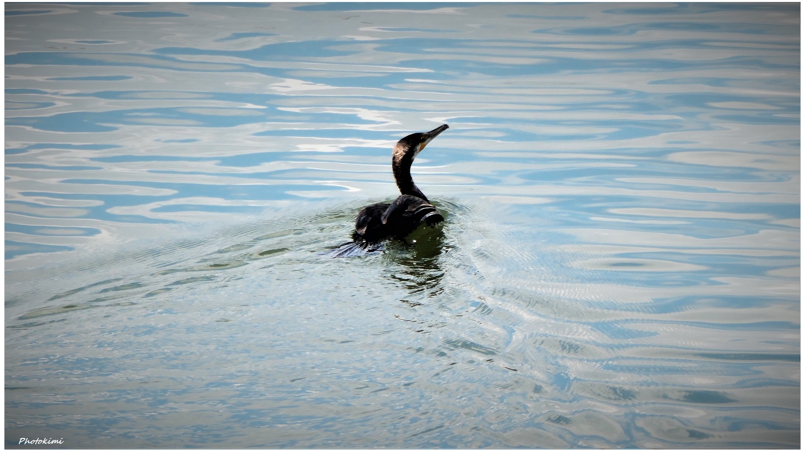 Kormoran (I)