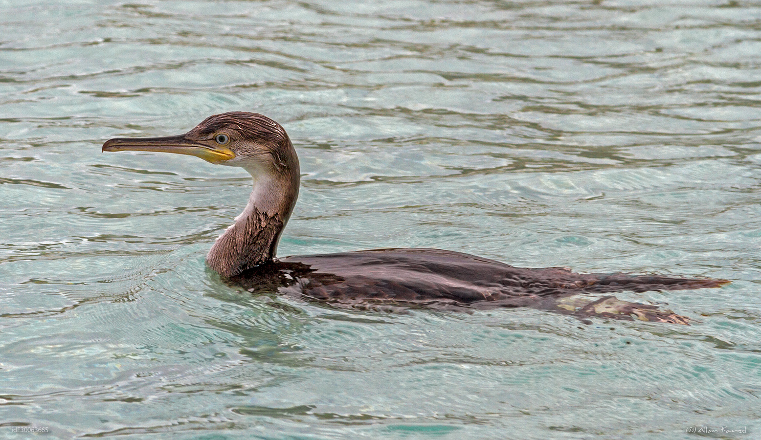 Kormoran I