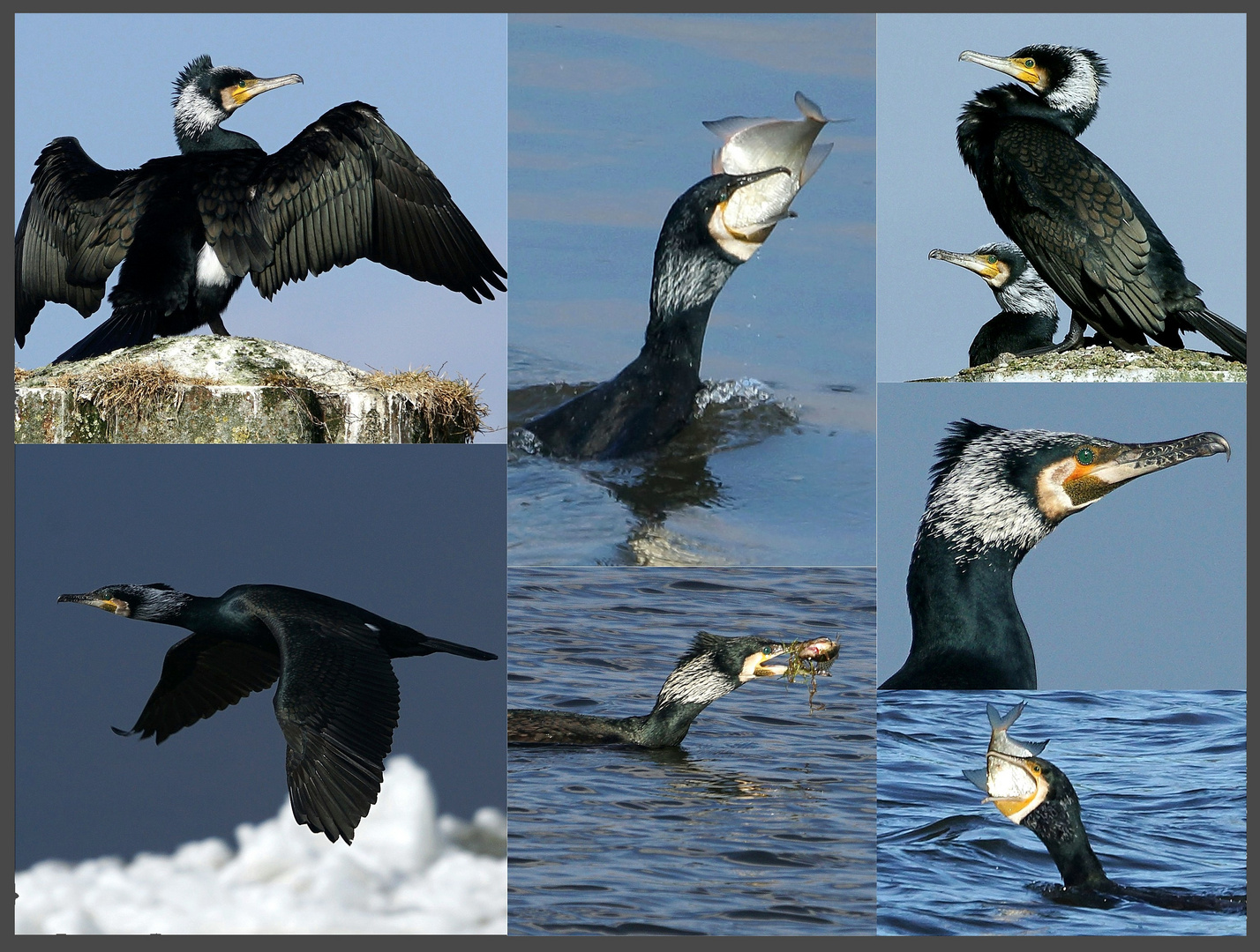 Kormoran I