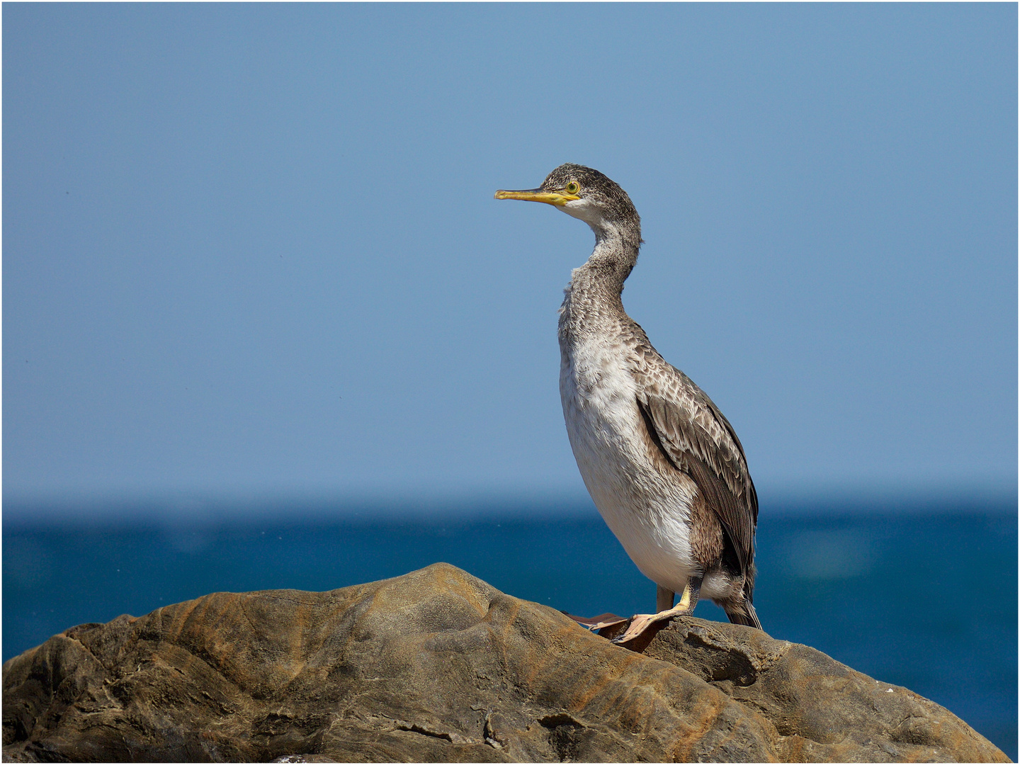 Kormoran II