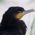 Kormoran II