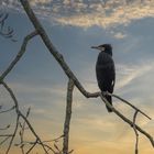 Kormoran im Abemdlicht