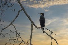 Kormoran im Abemdlicht