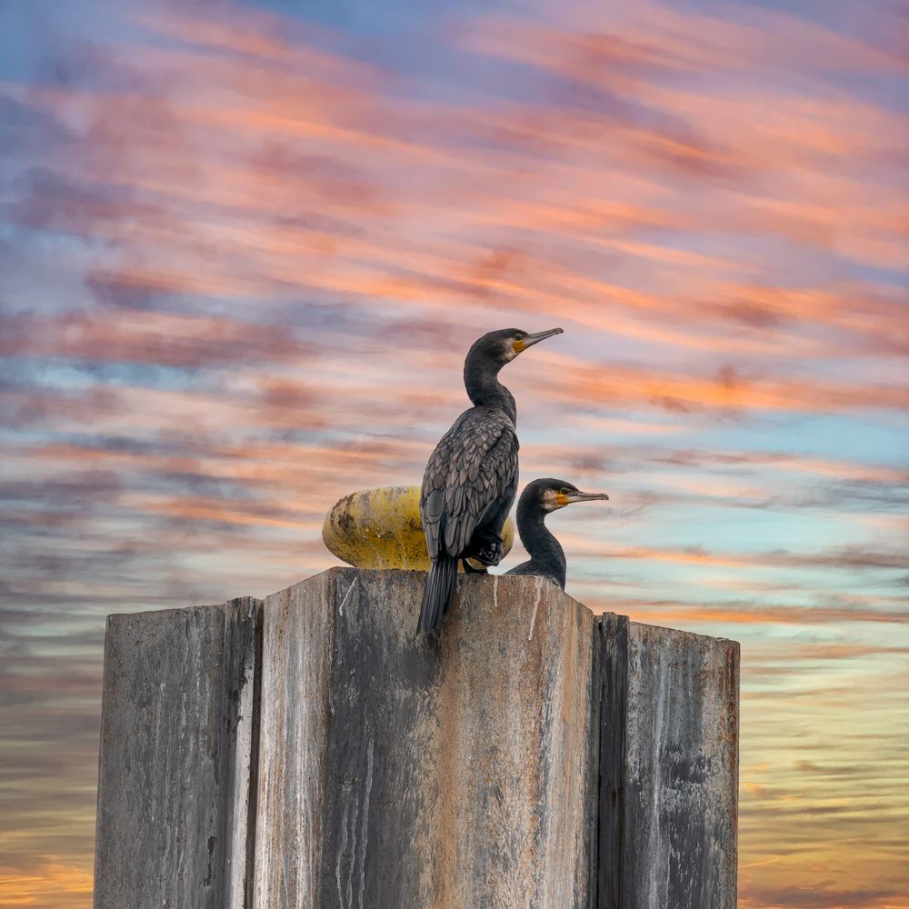 Kormoran im Abendhimmel