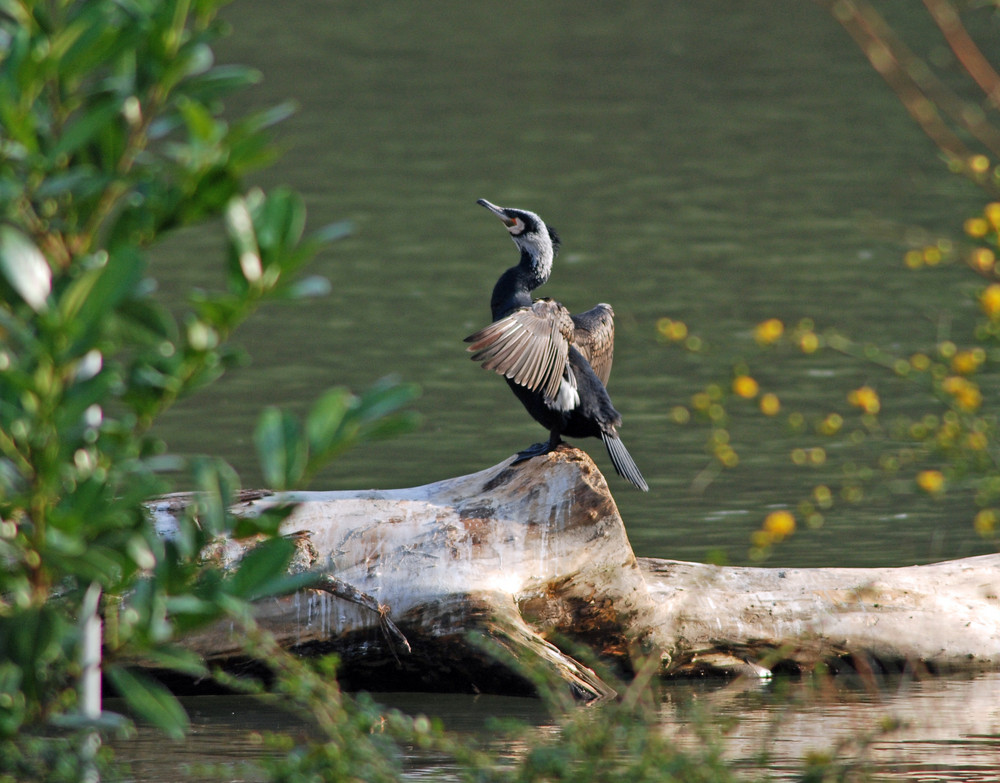 Kormoran im Abendlicht 1