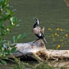 Kormoran im Abendlicht 1