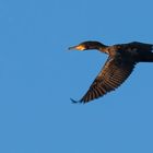 Kormoran im Abendlicht