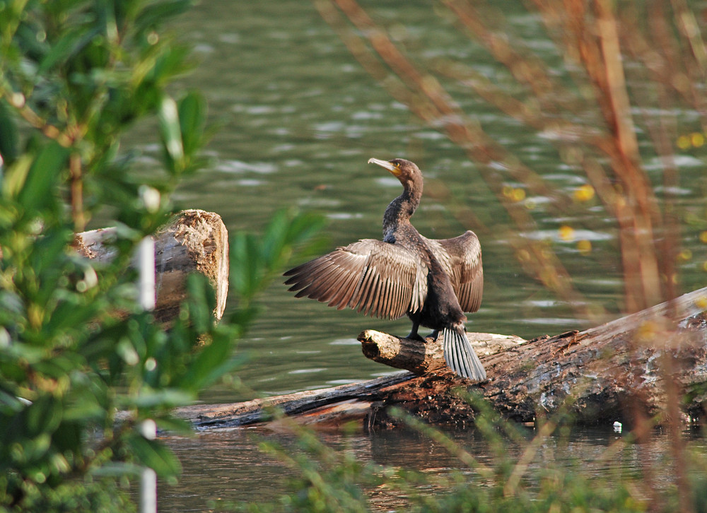 Kormoran im Abendlicht 2