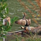 Kormoran im Abendlicht 2