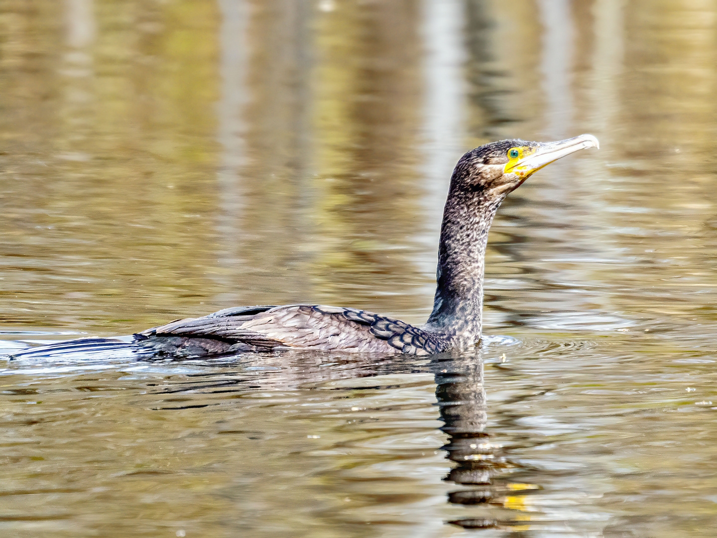 Kormoran im Abendlicht