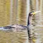 Kormoran im Abendlicht