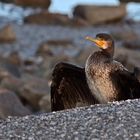 Kormoran im Abendlicht