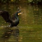 Kormoran im Abflug