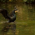 Kormoran im Abflug