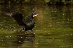 Kormoran im Abflug