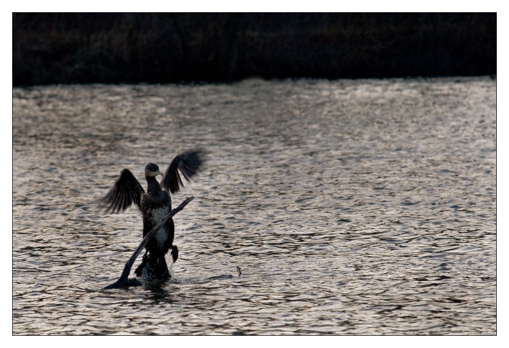 Kormoran im Anflug