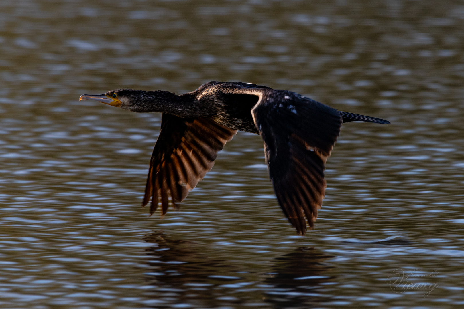 Kormoran im Anflug