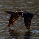 Kormoran im Anflug