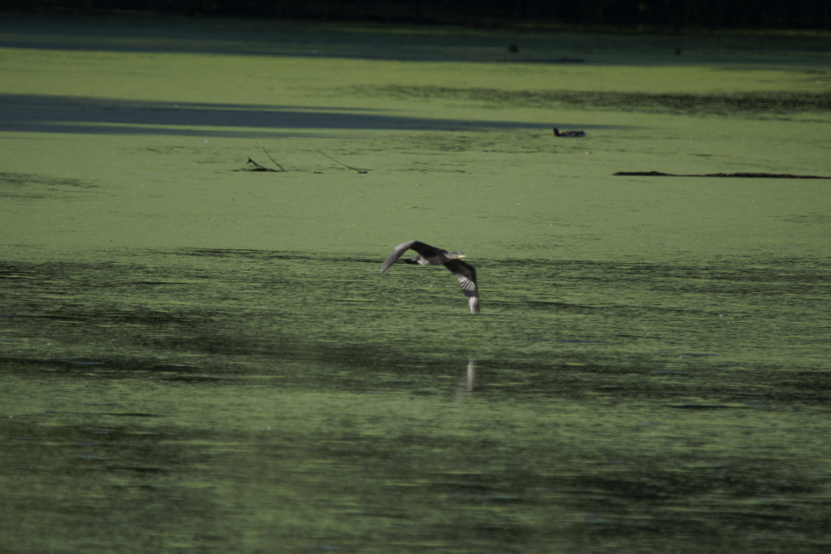 Kormoran im Anflug