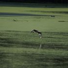 Kormoran im Anflug