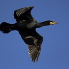 Kormoran-im-Anflug