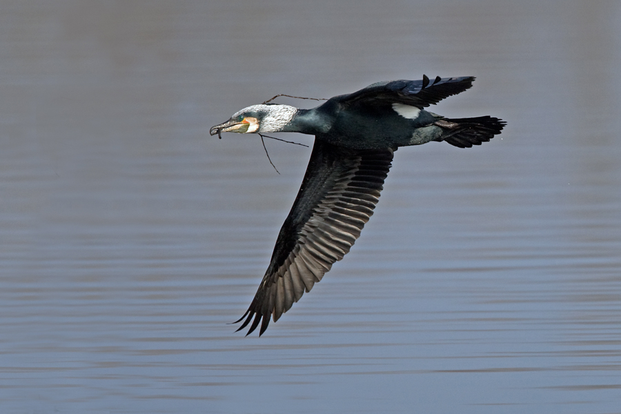 Kormoran im Anflug