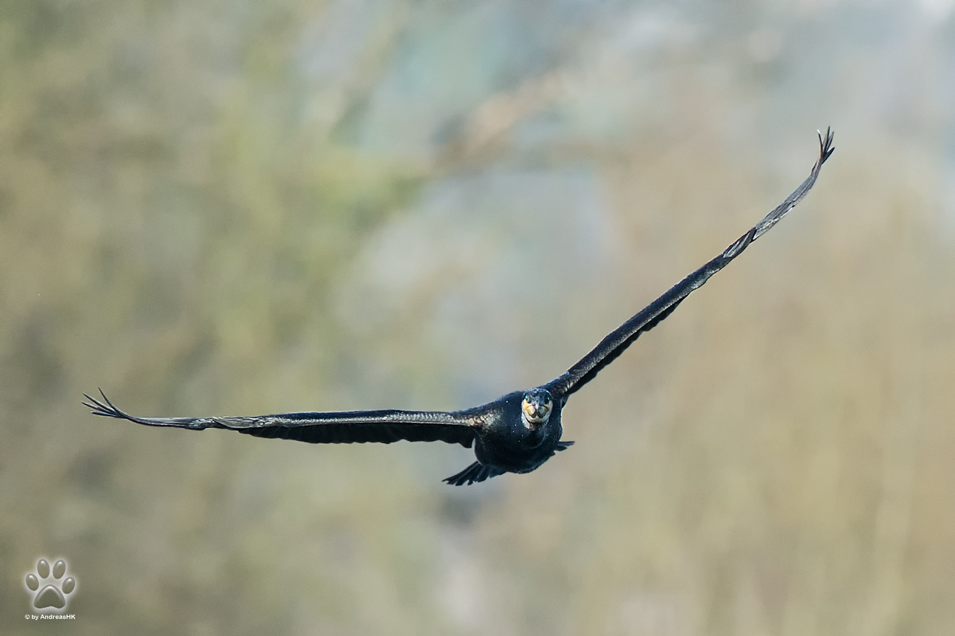 Kormoran im Anflug