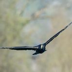 Kormoran im Anflug