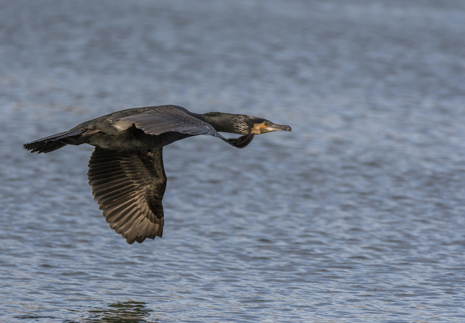  Kormoran im Anflug