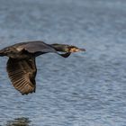  Kormoran im Anflug