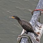 Kormoran im Ansitz -1-