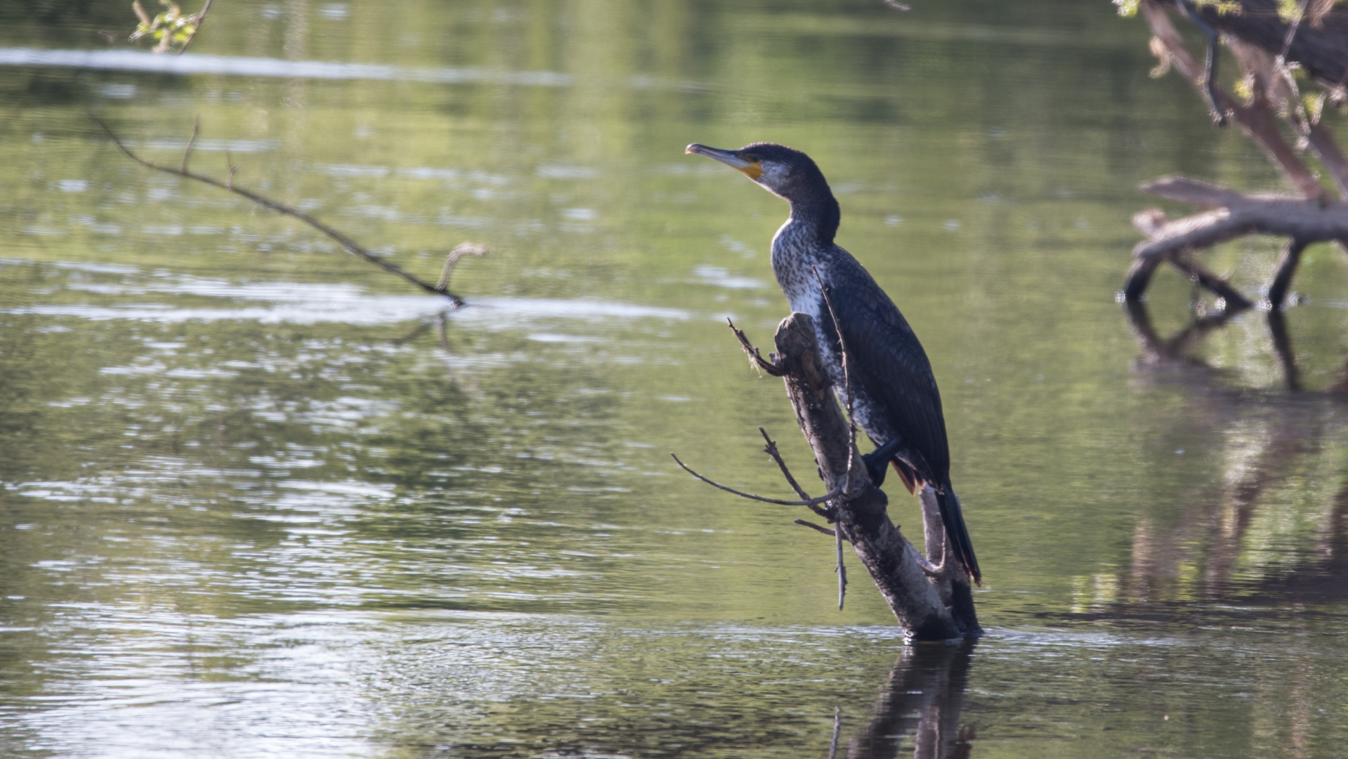 Kormoran im Ansitz