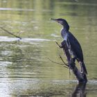 Kormoran im Ansitz