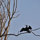 Kormoran im Ansitz