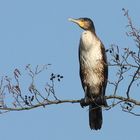 Kormoran im Baum 2