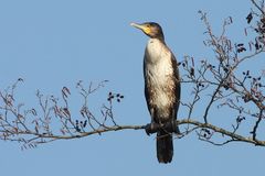 Kormoran im Baum 2