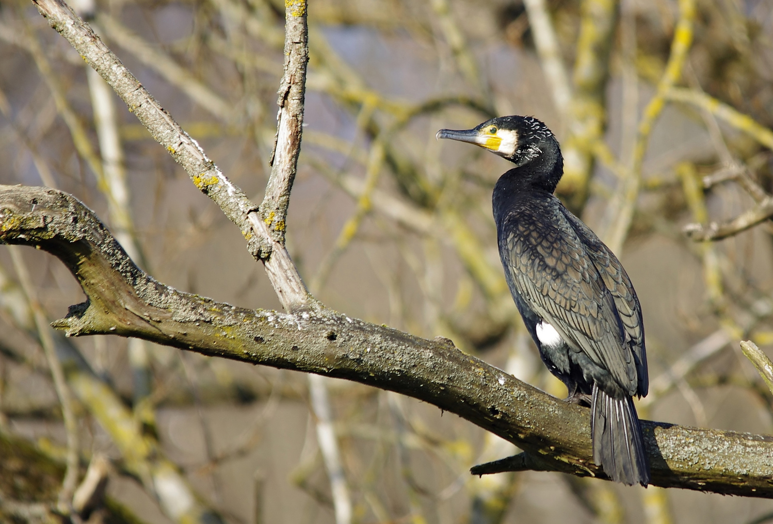 Kormoran im Baum