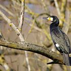 Kormoran im Baum