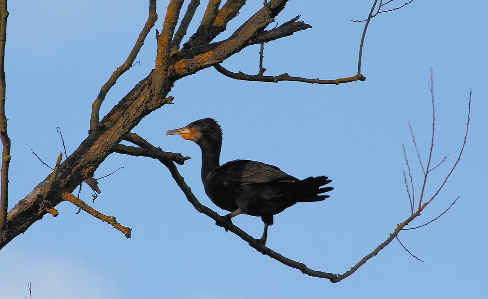 Kormoran im Baum