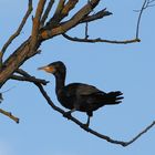 Kormoran im Baum