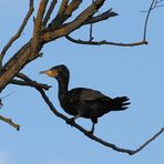 Kormoran im Baum