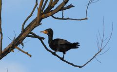 Kormoran im Baum