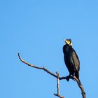 Kormoran im Baumwipfel